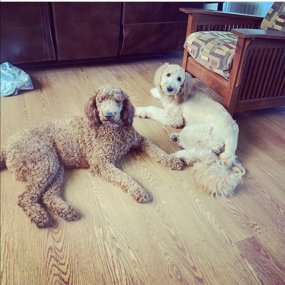 Meet your Posher, Sue - Picture 3 of 3